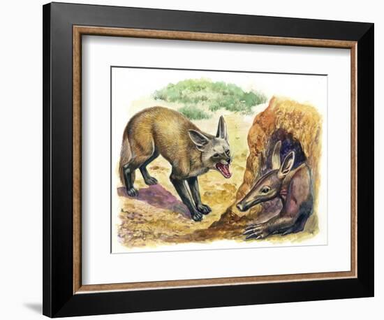 Bat-Eared Fox (Otocyon Megalotis) Trying to Get into Termite Mound Which Was Discovered by Aardvark-null-Framed Giclee Print