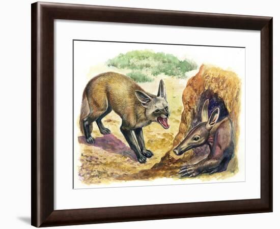 Bat-Eared Fox (Otocyon Megalotis) Trying to Get into Termite Mound Which Was Discovered by Aardvark-null-Framed Giclee Print