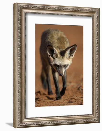 Bat-Eared Fox (Otocyon Megalotis) Walking, Namib-Naukluft National Park, Namib Desert, Namibia-Solvin Zankl-Framed Photographic Print