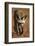 Bat-Eared Fox (Otocyon Megalotis) Walking, Namib-Naukluft National Park, Namib Desert, Namibia-Solvin Zankl-Framed Photographic Print