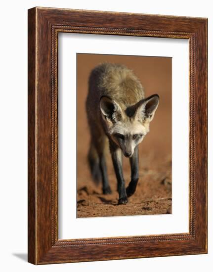 Bat-Eared Fox (Otocyon Megalotis) Walking, Namib-Naukluft National Park, Namib Desert, Namibia-Solvin Zankl-Framed Photographic Print