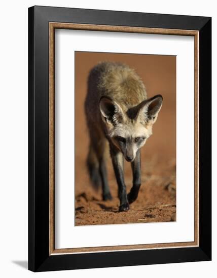 Bat-Eared Fox (Otocyon Megalotis) Walking, Namib-Naukluft National Park, Namib Desert, Namibia-Solvin Zankl-Framed Photographic Print