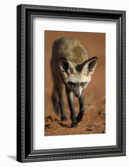 Bat-Eared Fox (Otocyon Megalotis) Walking, Namib-Naukluft National Park, Namib Desert, Namibia-Solvin Zankl-Framed Photographic Print