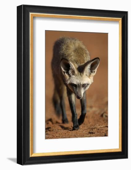 Bat-Eared Fox (Otocyon Megalotis) Walking, Namib-Naukluft National Park, Namib Desert, Namibia-Solvin Zankl-Framed Photographic Print