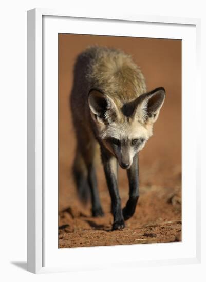 Bat-Eared Fox (Otocyon Megalotis) Walking, Namib-Naukluft National Park, Namib Desert, Namibia-Solvin Zankl-Framed Photographic Print