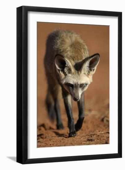 Bat-Eared Fox (Otocyon Megalotis) Walking, Namib-Naukluft National Park, Namib Desert, Namibia-Solvin Zankl-Framed Photographic Print