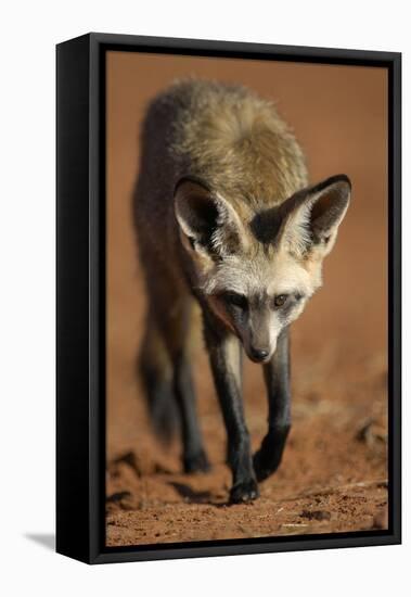 Bat-Eared Fox (Otocyon Megalotis) Walking, Namib-Naukluft National Park, Namib Desert, Namibia-Solvin Zankl-Framed Premier Image Canvas