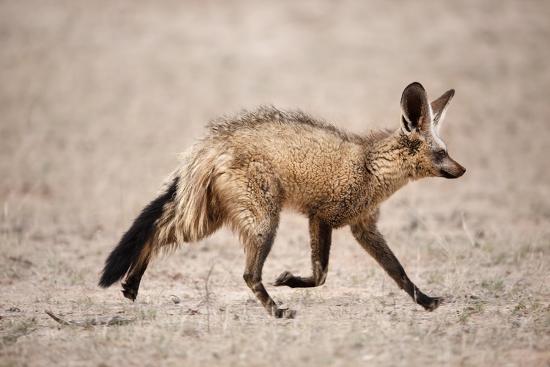 Bat Eared Fox Running Photographic Print Richard Du Toit Art Com