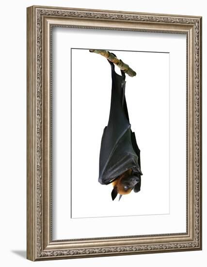 Bat, Hanging Lyle's Flying Fox Isolated on White Background, Pteropus Lylei-BOONCHUAY PROMJIAM-Framed Photographic Print