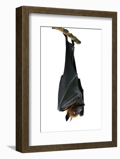 Bat, Hanging Lyle's Flying Fox Isolated on White Background, Pteropus Lylei-BOONCHUAY PROMJIAM-Framed Photographic Print