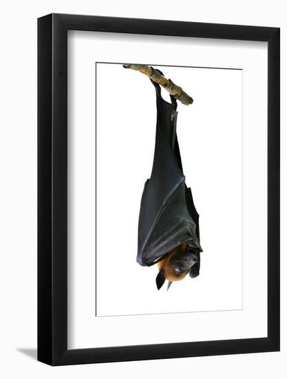 Bat, Hanging Lyle's Flying Fox Isolated on White Background, Pteropus Lylei-BOONCHUAY PROMJIAM-Framed Photographic Print