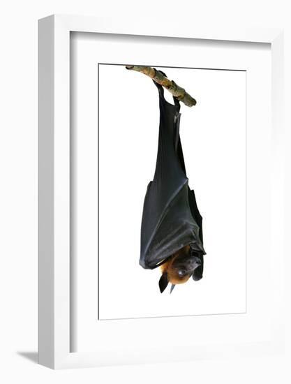 Bat, Hanging Lyle's Flying Fox Isolated on White Background, Pteropus Lylei-BOONCHUAY PROMJIAM-Framed Photographic Print