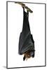 Bat, Hanging Lyle's Flying Fox Isolated on White Background, Pteropus Lylei-BOONCHUAY PROMJIAM-Mounted Photographic Print