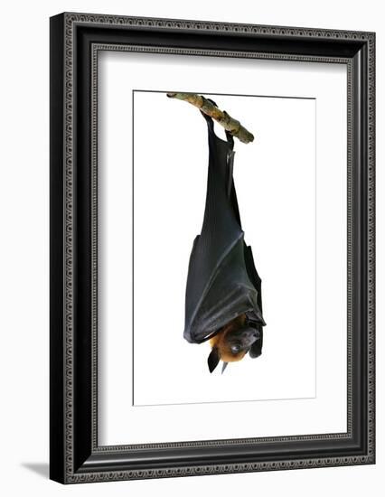 Bat, Hanging Lyle's Flying Fox Isolated on White Background, Pteropus Lylei-BOONCHUAY PROMJIAM-Framed Photographic Print