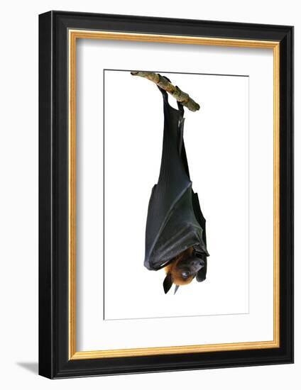 Bat, Hanging Lyle's Flying Fox Isolated on White Background, Pteropus Lylei-BOONCHUAY PROMJIAM-Framed Photographic Print