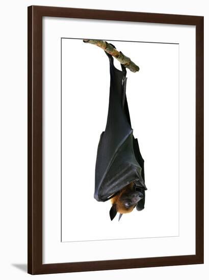 Bat, Hanging Lyle's Flying Fox Isolated on White Background, Pteropus Lylei-BOONCHUAY PROMJIAM-Framed Photographic Print