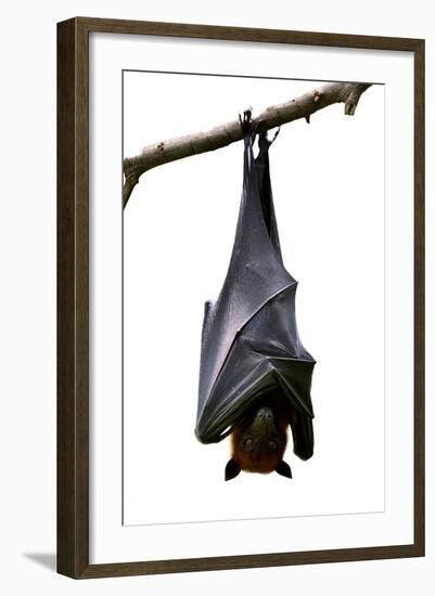 Bat, Hanging Lyle's Flying Fox Isolated on White Background, Pteropus Lylei-BOONCHUAY PROMJIAM-Framed Photographic Print