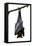 Bat, Hanging Lyle's Flying Fox Isolated on White Background, Pteropus Lylei-BOONCHUAY PROMJIAM-Framed Premier Image Canvas