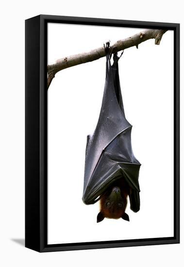 Bat, Hanging Lyle's Flying Fox Isolated on White Background, Pteropus Lylei-BOONCHUAY PROMJIAM-Framed Premier Image Canvas