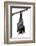 Bat, Hanging Lyle's Flying Fox Isolated on White Background, Pteropus Lylei-BOONCHUAY PROMJIAM-Framed Photographic Print