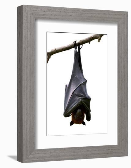 Bat, Hanging Lyle's Flying Fox Isolated on White Background, Pteropus Lylei-BOONCHUAY PROMJIAM-Framed Photographic Print