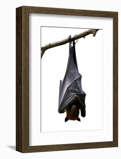 Bat, Hanging Lyle's Flying Fox Isolated on White Background, Pteropus Lylei-BOONCHUAY PROMJIAM-Framed Photographic Print