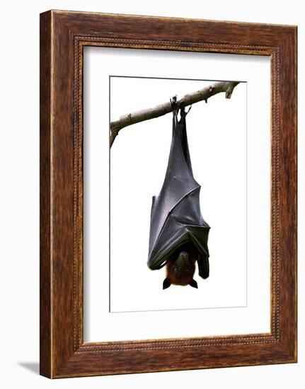 Bat, Hanging Lyle's Flying Fox Isolated on White Background, Pteropus Lylei-BOONCHUAY PROMJIAM-Framed Photographic Print