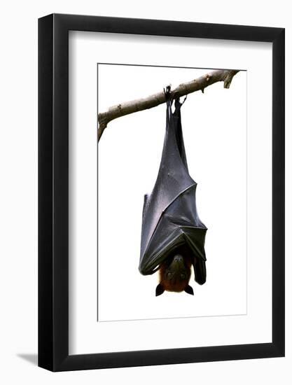 Bat, Hanging Lyle's Flying Fox Isolated on White Background, Pteropus Lylei-BOONCHUAY PROMJIAM-Framed Photographic Print