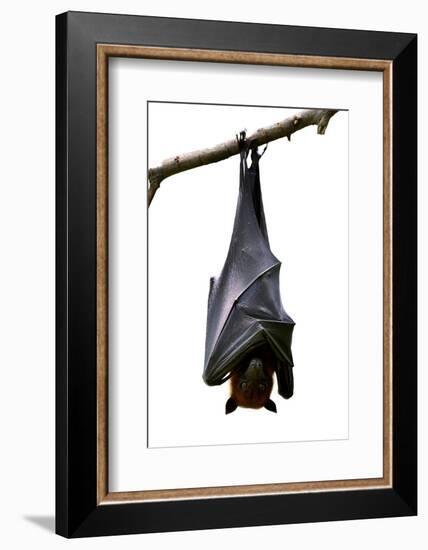 Bat, Hanging Lyle's Flying Fox Isolated on White Background, Pteropus Lylei-BOONCHUAY PROMJIAM-Framed Photographic Print