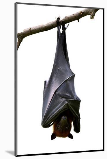 Bat, Hanging Lyle's Flying Fox Isolated on White Background, Pteropus Lylei-BOONCHUAY PROMJIAM-Mounted Photographic Print