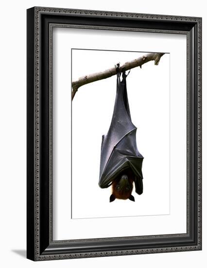 Bat, Hanging Lyle's Flying Fox Isolated on White Background, Pteropus Lylei-BOONCHUAY PROMJIAM-Framed Photographic Print