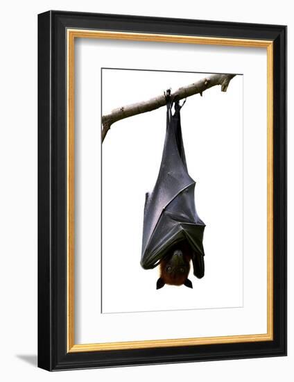 Bat, Hanging Lyle's Flying Fox Isolated on White Background, Pteropus Lylei-BOONCHUAY PROMJIAM-Framed Photographic Print