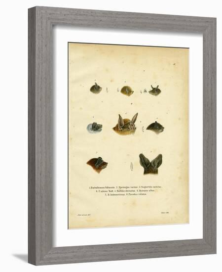 Bat Heads-null-Framed Giclee Print