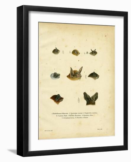 Bat Heads-null-Framed Giclee Print