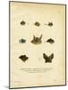 Bat Heads-null-Mounted Giclee Print