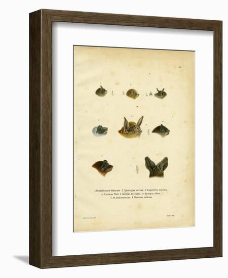 Bat Heads-null-Framed Giclee Print