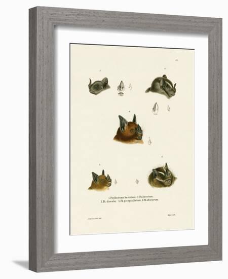 Bat Heads-null-Framed Giclee Print