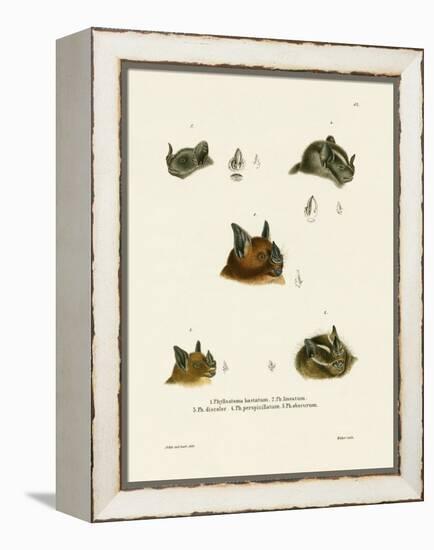 Bat Heads-null-Framed Premier Image Canvas