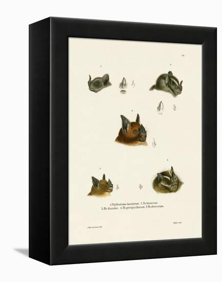 Bat Heads-null-Framed Premier Image Canvas