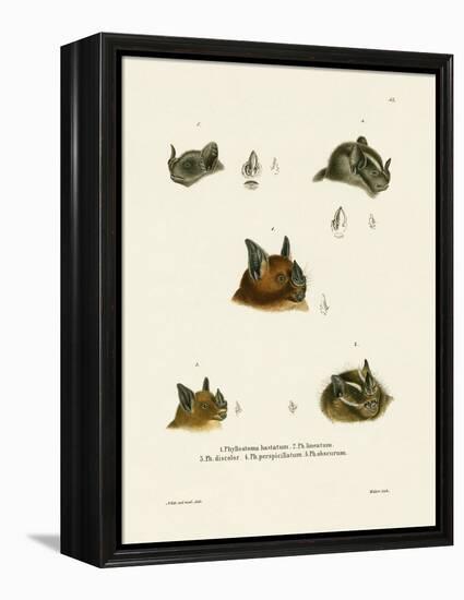 Bat Heads-null-Framed Premier Image Canvas