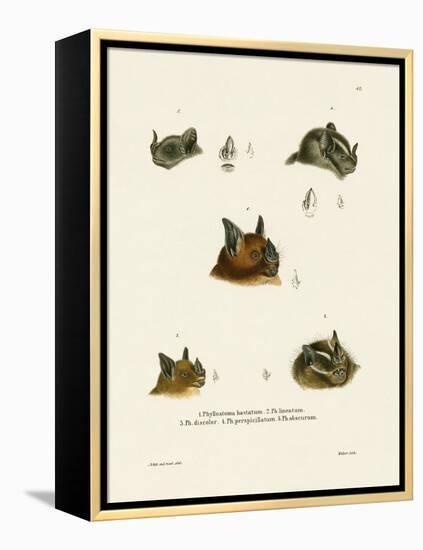 Bat Heads-null-Framed Premier Image Canvas