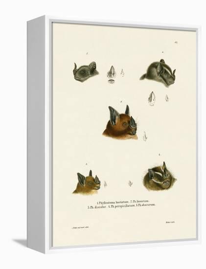 Bat Heads-null-Framed Premier Image Canvas