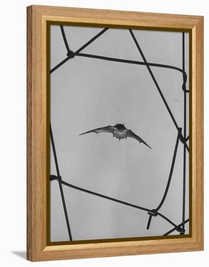 Bat in Flight-Gjon Mili-Framed Premier Image Canvas