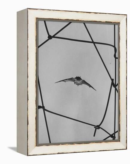 Bat in Flight-Gjon Mili-Framed Premier Image Canvas