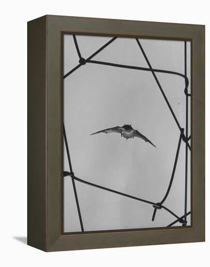 Bat in Flight-Gjon Mili-Framed Premier Image Canvas