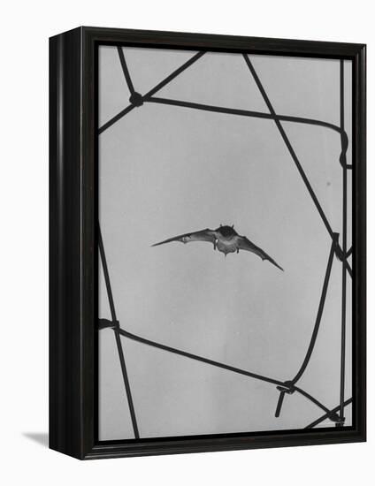 Bat in Flight-Gjon Mili-Framed Premier Image Canvas