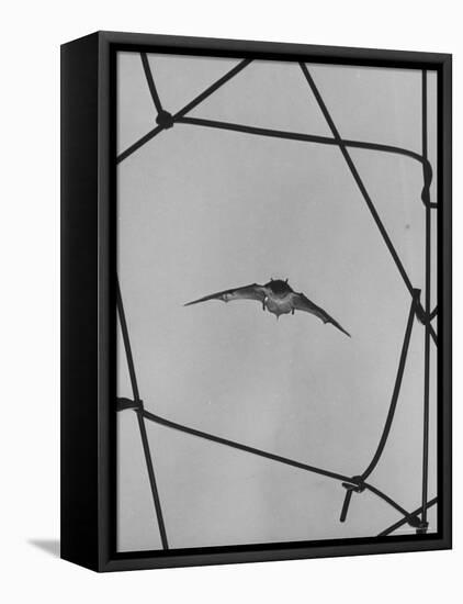 Bat in Flight-Gjon Mili-Framed Premier Image Canvas