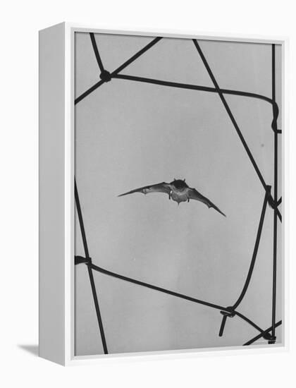 Bat in Flight-Gjon Mili-Framed Premier Image Canvas