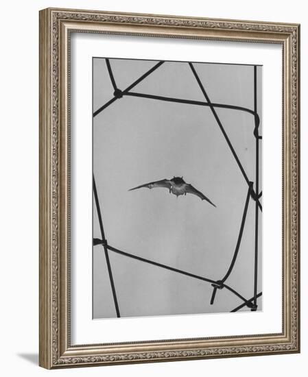 Bat in Flight-Gjon Mili-Framed Photographic Print