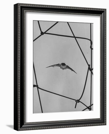 Bat in Flight-Gjon Mili-Framed Photographic Print